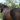 Equine Lameness   DK Faxe(1)